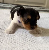 Purple, a female Yorkshire Terrier for sale in Atlanta, GA – Photo 3 of 5