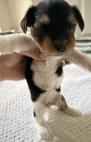 Purple, a female Yorkshire Terrier for sale in Atlanta, GA – Photo 2 of 5