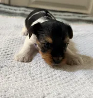 Purple, a female Yorkshire Terrier for sale in Atlanta, GA – Photo 4 of 5