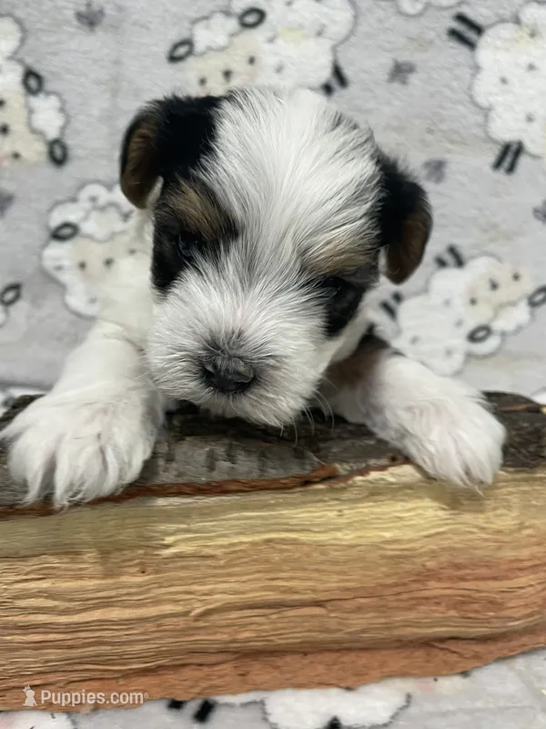 Bear – Yorkshire Terrier puppy for sale in Atlanta, GA
