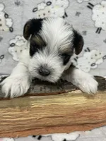 Bear, a male Yorkshire Terrier for sale in Atlanta, GA – 1 of 6