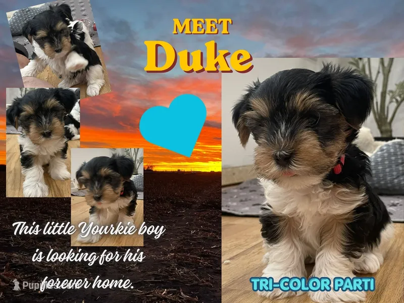 Duke - CKC Registered – Yorkshire Terrier puppy for sale in Denver, CO