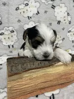 Bear, a male Yorkshire Terrier for sale in Atlanta, GA – 2 of 6