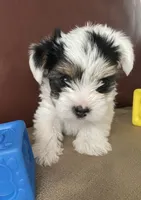 Cooper, a male Yorkshire Terrier for sale in Atlanta, GA – 3 of 10