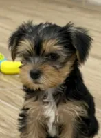 Ella, a female Yorkshire Terrier for sale in Denver, CO – 2 of 5