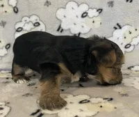 Charlie, a male Yorkshire Terrier for sale in Atlanta, GA – 4 of 10
