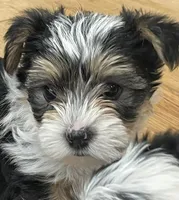 Austin, a male Yorkshire Terrier for sale in Denver, CO – 6 of 6