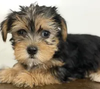 Ollie, a male Yorkshire Terrier for sale in Denver, CO – 5 of 5