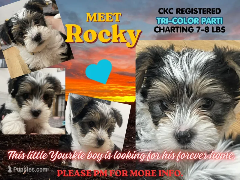 Rocky - CKC Registered – Yorkshire Terrier puppy for sale in Denver, CO