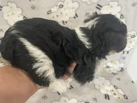 Max - CKC Registered, a male Yorkshire Terrier for sale in Denver, CO – 8 of 9