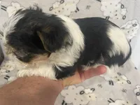 Rocky - CKC Registered, a male Yorkshire Terrier for sale in Denver, CO – 8 of 9