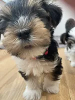 Duke - CKC Registered, a male Yorkshire Terrier for sale in Denver, CO – 4 of 9