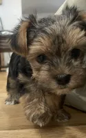 Charlie -  CKC Registered, a male Yorkshire Terrier for sale in Denver, CO – 5 of 10