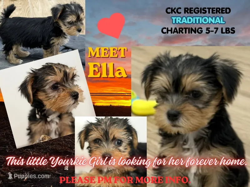 Ella – Yorkshire Terrier puppy for sale in Denver, CO