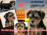 Ella, a female Yorkshire Terrier for sale in Denver, CO – 1 of 5