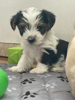 Bear - CKC Registered, a male Yorkshire Terrier for sale in Denver, CO – 2 of 10
