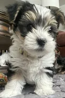 Austin, a male Yorkshire Terrier for sale in Denver, CO – 4 of 6