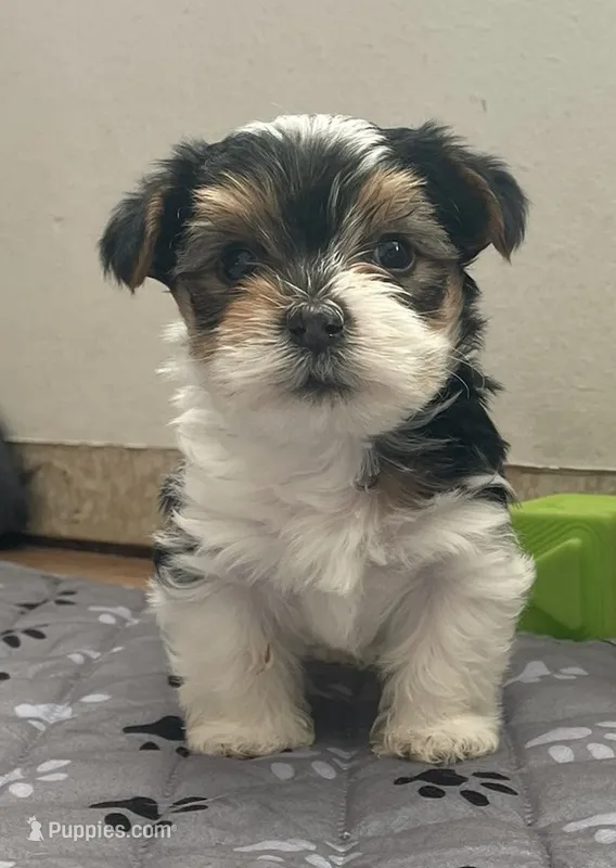 Diesel - CKC Registered – Yorkshire Terrier puppy for sale in Denver, CO