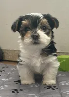 Diesel - CKC Registered, a male Yorkshire Terrier for sale in Denver, CO – 1 of 10