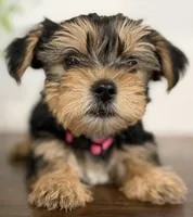 Elsie, a female Yorkshire Terrier for sale in Denver, CO – 5 of 5