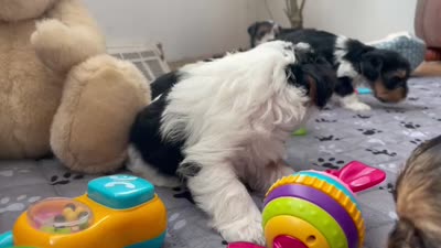 Bear - CKC Registered, a male Yorkshire Terrier for sale in Denver, CO – 9 of 10
