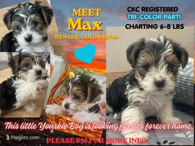 Max - CKC Registered – Yorkshire Terrier puppy for sale in Denver, CO