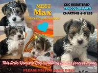 Max - CKC Registered, a male Yorkshire Terrier for sale in Denver, CO – 1 of 9