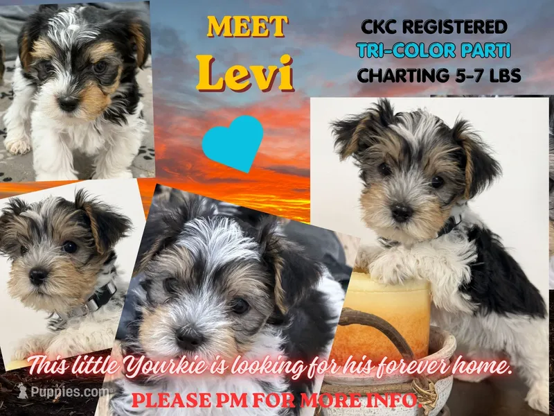 Levi – Yorkshire Terrier puppy for sale in Denver, CO