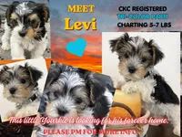 Levi, a male Yorkshire Terrier for sale in Denver, CO – 1 of 6