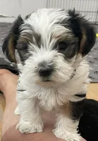 Oliver, a male Yorkshire Terrier for sale in Denver, CO – 3 of 5