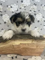 Rocky - CKC Registered, a male Yorkshire Terrier for sale in Denver, CO – 3 of 9