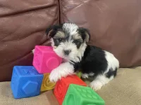 Rocky - CKC Registered, a male Yorkshire Terrier for sale in Denver, CO – 4 of 9
