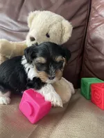 Duke, a male Yorkshire Terrier for sale in Atlanta, GA – 6 of 10