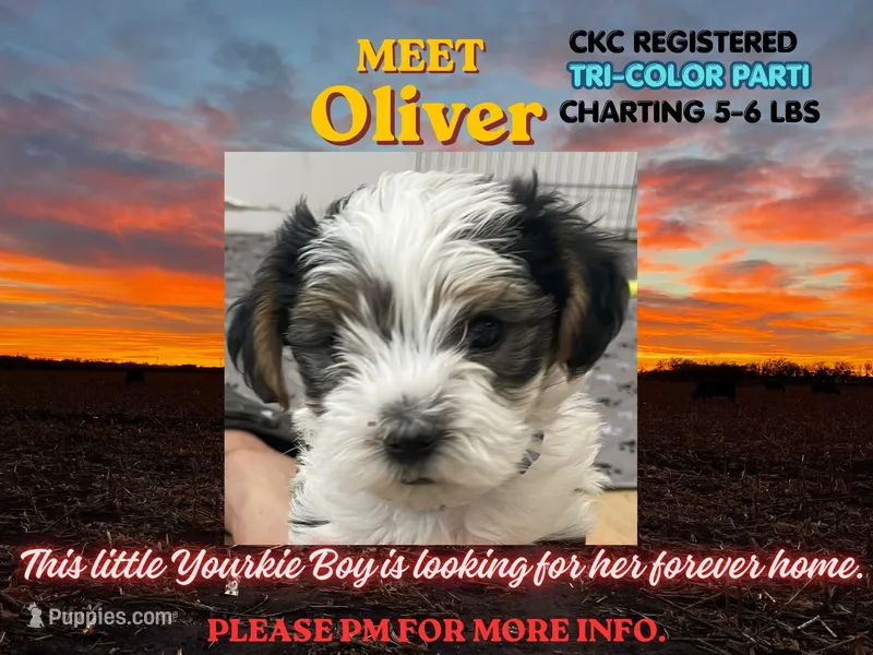 Oliver – Yorkshire Terrier puppy for sale in Denver, CO