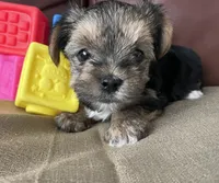 Charlie, a male Yorkshire Terrier for sale in Atlanta, GA – 7 of 10