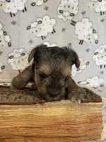 Charlie, a male Yorkshire Terrier for sale in Atlanta, GA – 1 of 10