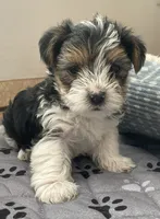 Max - CKC Registered, a male Yorkshire Terrier for sale in Denver, CO – 2 of 9
