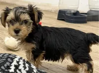 Elsie, a female Yorkshire Terrier for sale in Denver, CO – 2 of 5