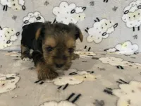 Charlie, a male Yorkshire Terrier for sale in Atlanta, GA – 5 of 10
