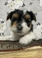 Diesel - CKC Registered, a male Yorkshire Terrier for sale in Denver, CO – 2 of 10