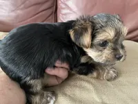 Charlie, a male Yorkshire Terrier for sale in Atlanta, GA – 8 of 10