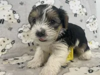 Max - CKC Registered, a male Yorkshire Terrier for sale in Denver, CO – 5 of 9
