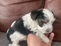 Bear, a male Yorkshire Terrier for sale in Atlanta, GA – 6 of 6