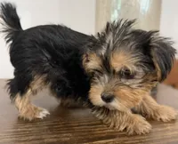 Ollie, a male Yorkshire Terrier for sale in Denver, CO – 2 of 5