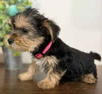 Elsie, a female Yorkshire Terrier for sale in Denver, CO – 4 of 5