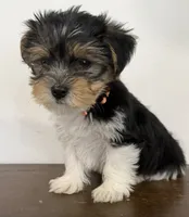 Caleb, a male Yorkshire Terrier for sale in Denver, CO – 5 of 5