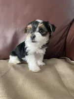 Diesel - CKC Registered, a male Yorkshire Terrier for sale in Denver, CO – 3 of 10