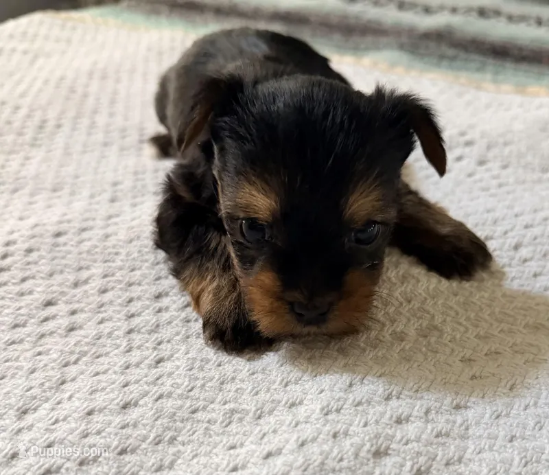 Pink – Yorkshire Terrier puppy for sale in Atlanta, GA