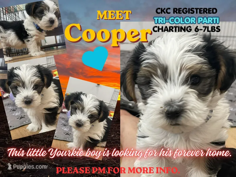 Rocky - CKC Registered – Yorkshire Terrier puppy for sale in Denver, CO