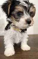 Otis, a male Yorkshire Terrier for sale in Denver, CO – 3 of 5